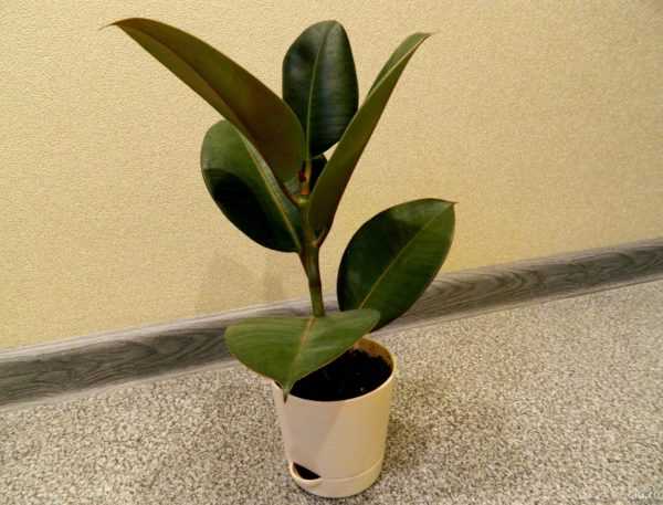 Ficus rubber 