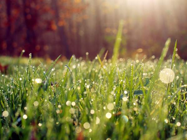 Herb weather predictors 