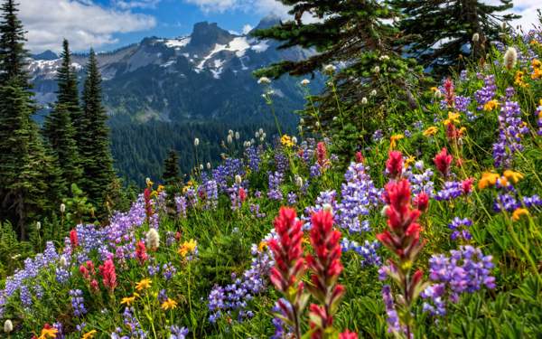 Flowers weather predictors 