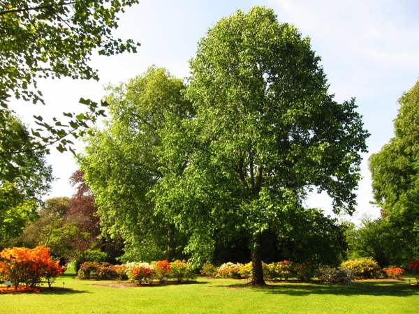 What trees and shrubs are natural barometers 