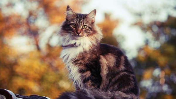 tricolor cat 