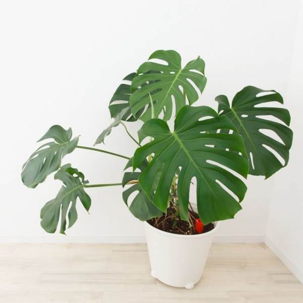 monstera flower 