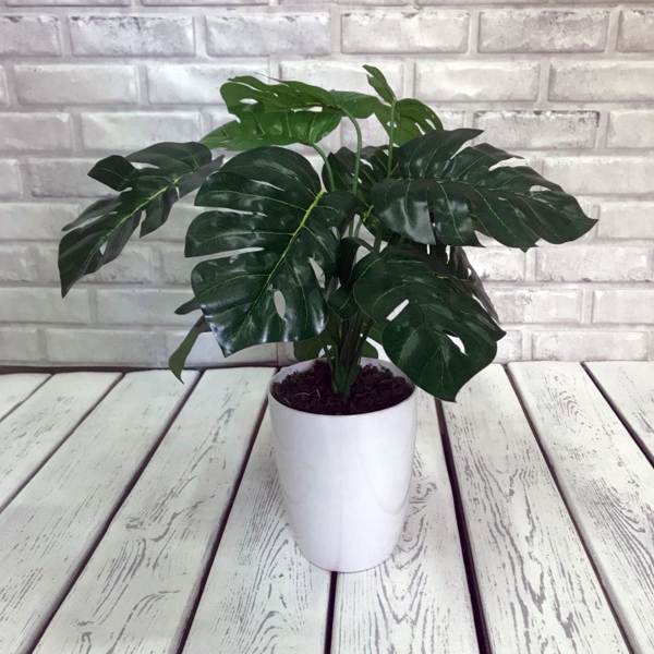 monstera plant 