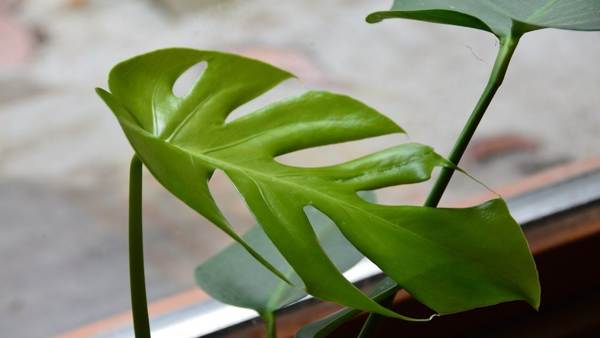 indoor flower monstera 