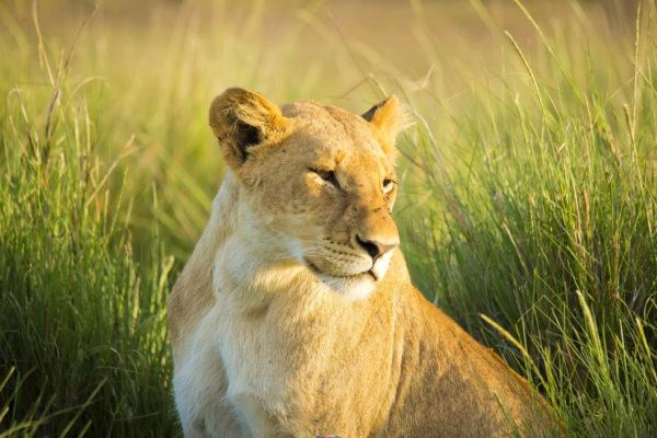 Why is the lioness dreaming 