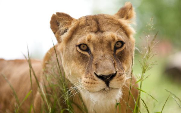 The image of a lioness in a dream 