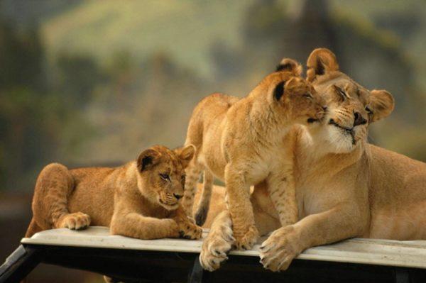 Lioness with lions 