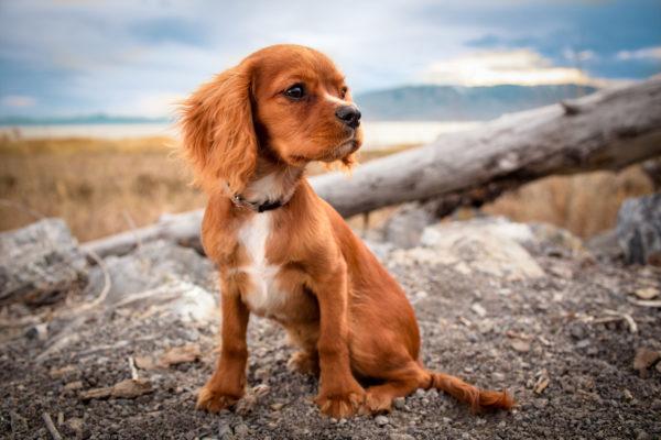 A ginger dog dreams of a man 