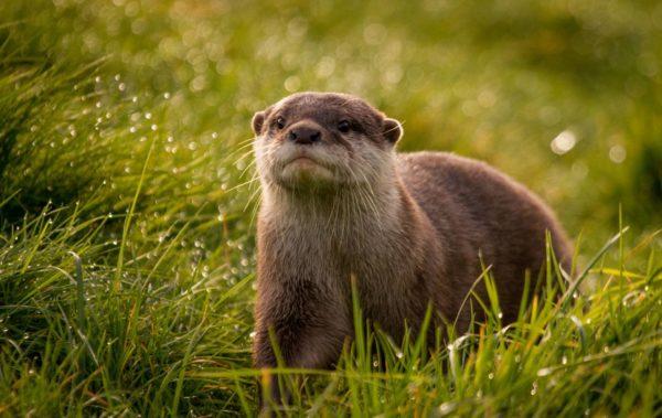 Why is the otter dreaming 