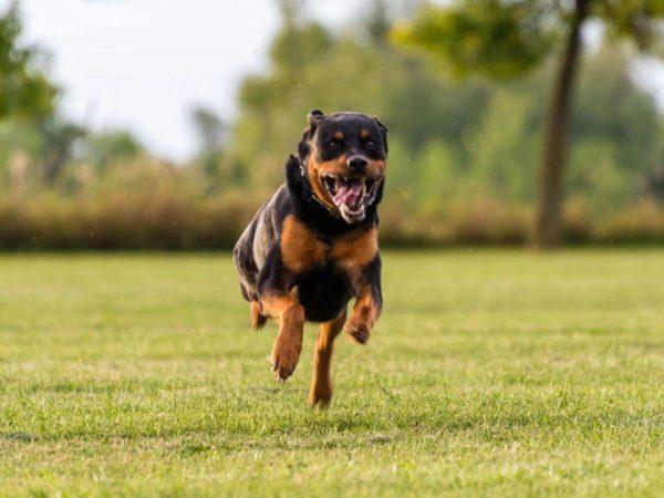 Angry dog ​​chasing 