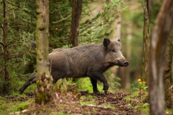  Why is the boar dreaming 