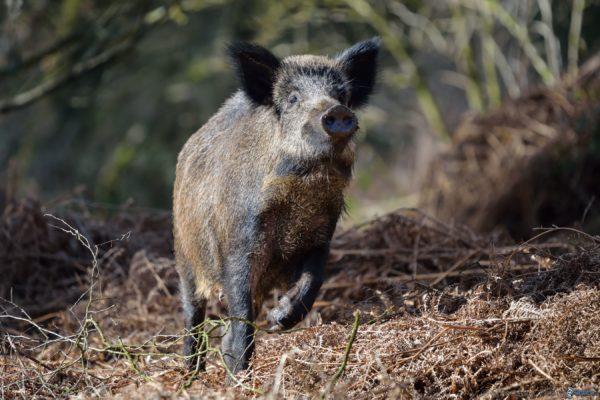 Seeing a running boar in a dream 