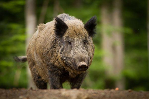 Wild boar 