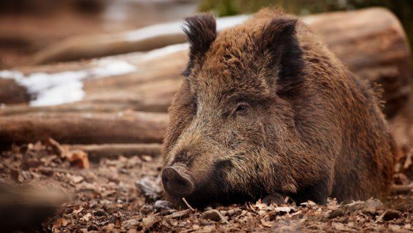 See a boar lying on the ground 