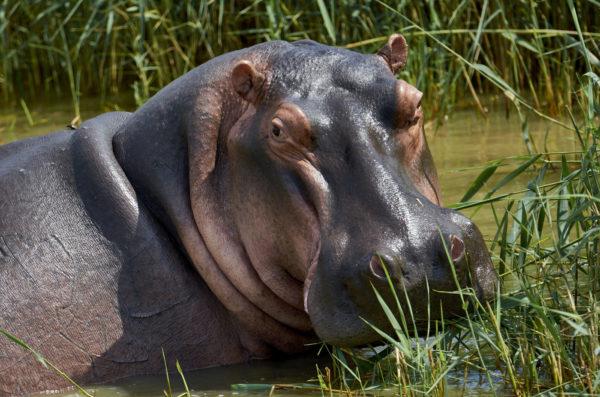 Big hippo 