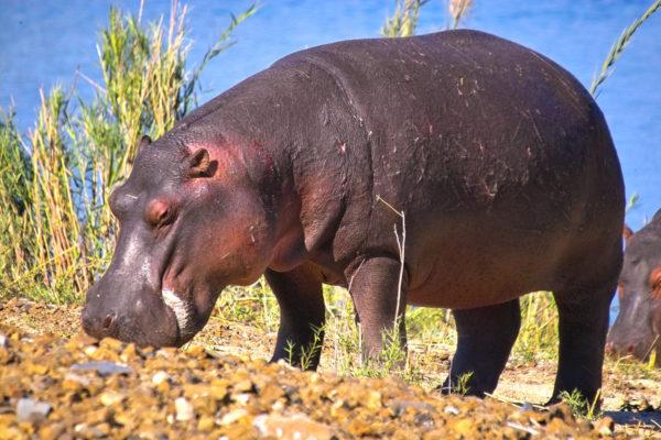 Hippopotamus in a dream 