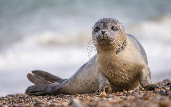 Why is the seal dreaming 