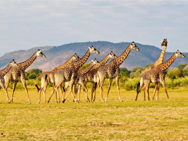 Herd of giraffes 