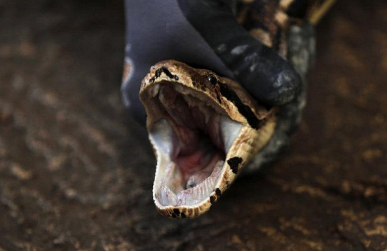 Lurking in the toilet python scared the Australian