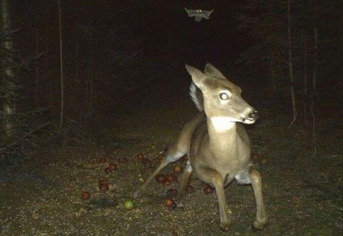 Ghosts in the night forest