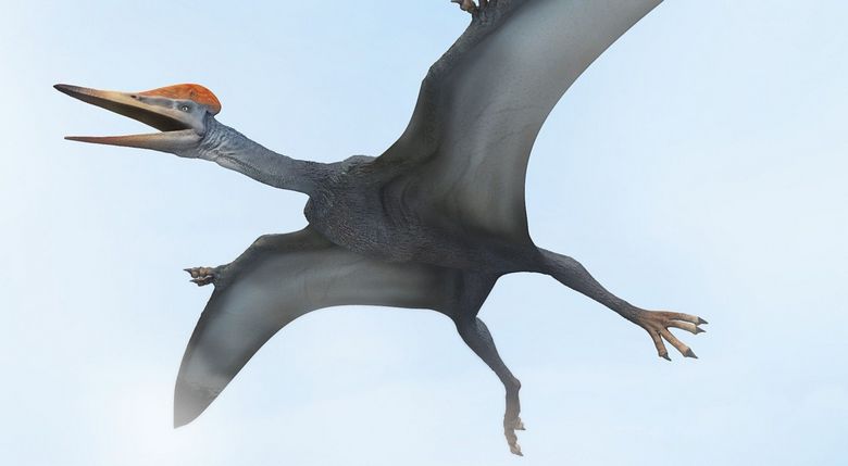 Pterodactyls were unable to fly, spreading their wings wide.