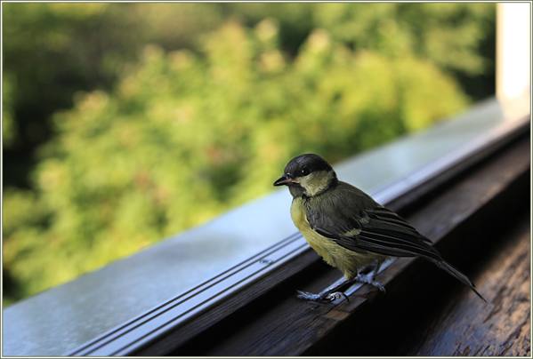 bird by the window 