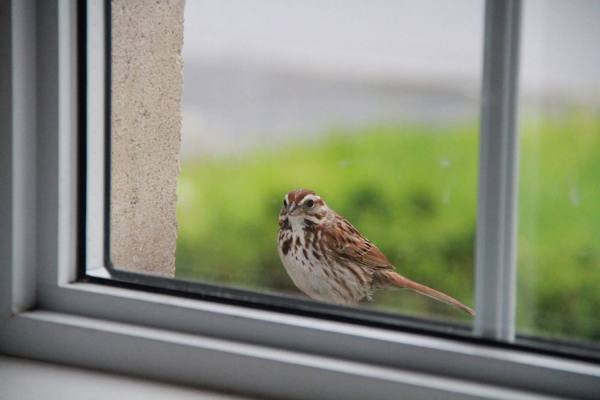 bird at the window omen 