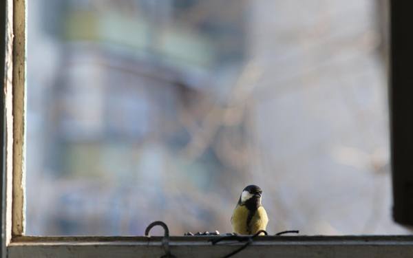 bird near the window 