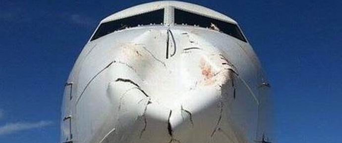 The bird squeezed inward the nose of the Turkish plane