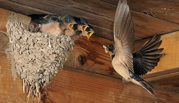 Birds made a nest on the balcony 