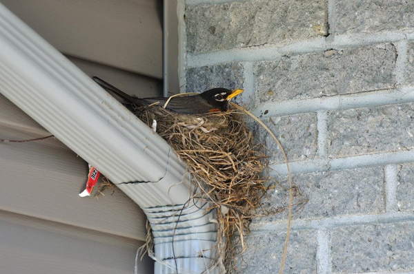 bird at the nest 