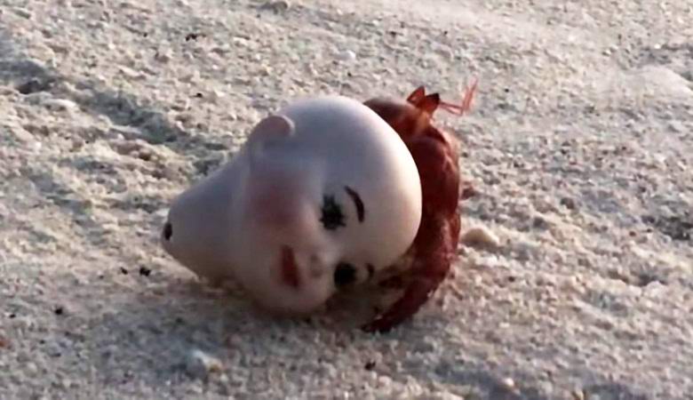 Hermit crab settled in the head of the doll