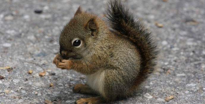 The wounded squirrel visited the veterinarian on his own