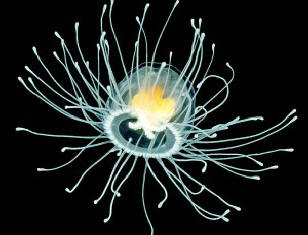 Jellyfish Turritopsis nutricula becomes younger with time