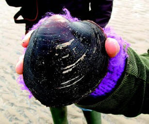 The mollusk Arctica islandica can live more than 400 years