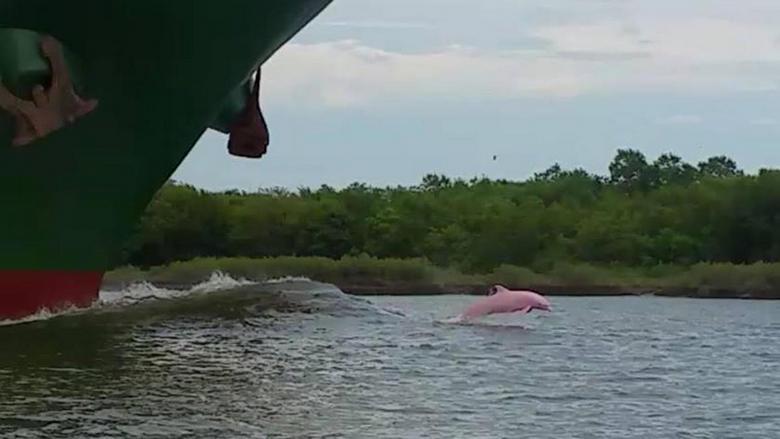 The rarest pink dolphin hit the camcorder lens