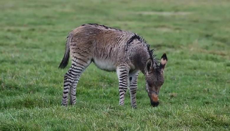 A rare hybrid of a zebra and a donkey was born in England