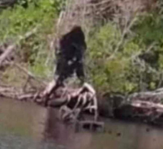 Fisherman photographed the appearance of Bigfoot