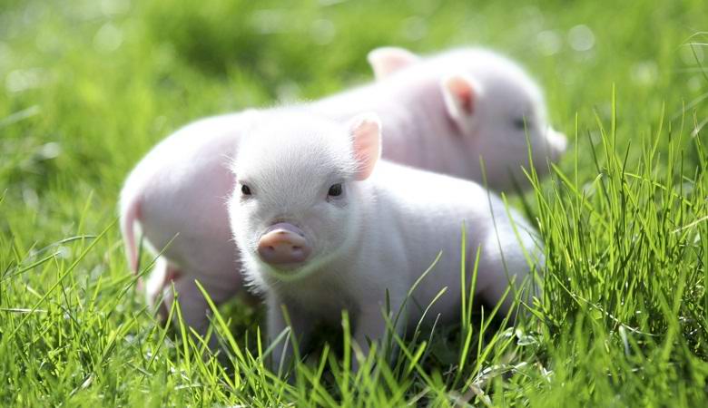 Robot in China clones piglets