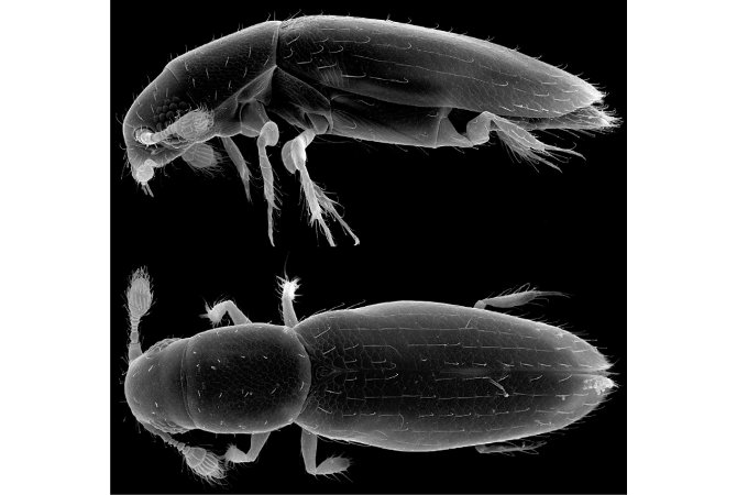 Russian scientists have discovered the smallest insect on Earth