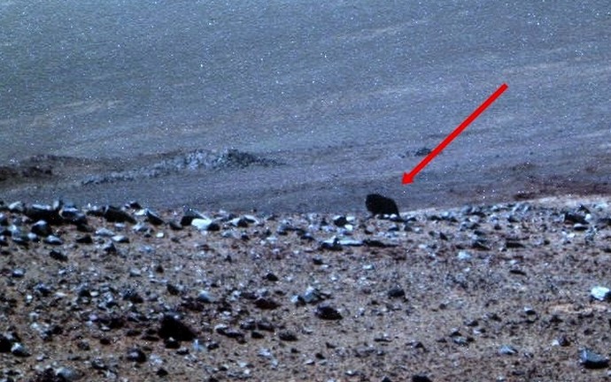 NASA Rover shot an animal on Mars