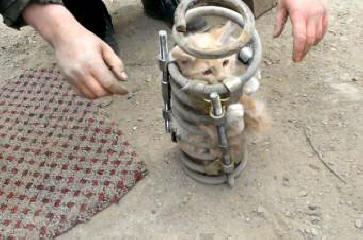 The Sakhalin cat became famous, having traveled 80 km in the shock absorber spring