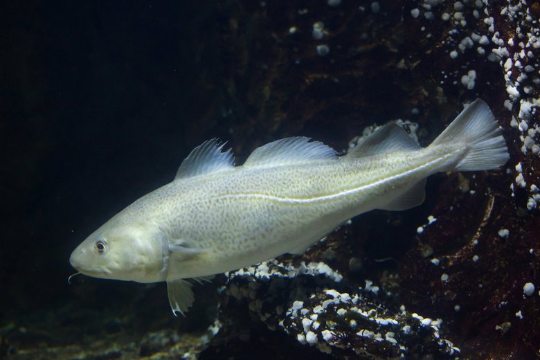 The most healthy fish lives in the lakes of Siberia