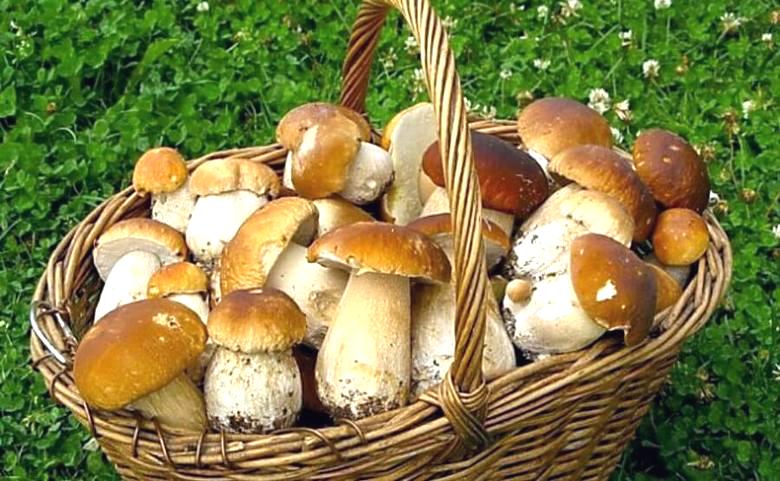 The most valuable mushrooms from the gastronomic point of view