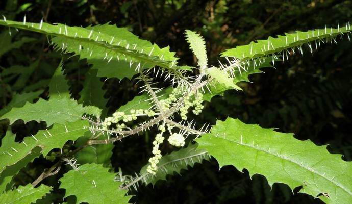 The most poisonous plants in the world