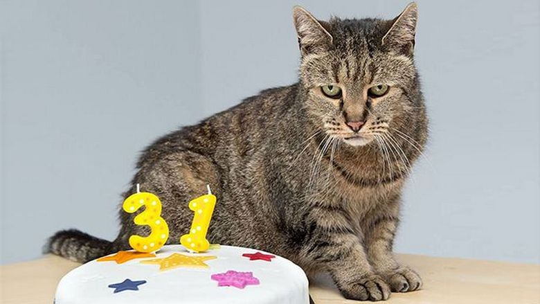 The oldest cat in the world lived to be 32 years old