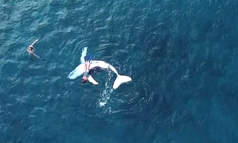 The female humpback whale was not opposed to her curious cub playing with divers