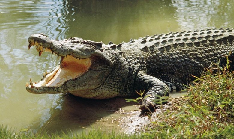 The most massive eating by crocodiles