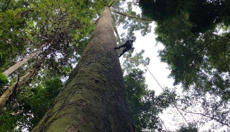 The highest tropical tree discovered in Malaysia