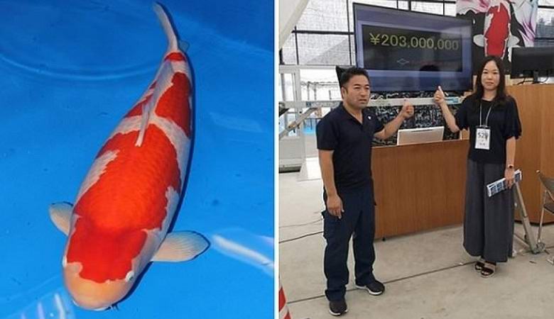 The world's most expensive fish sold for $ 1.8 million